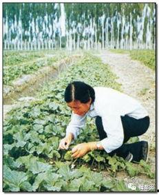 吃瓜群众必吃瓜出自哪里,揭秘网络流行语的起源与魅力 第3张 吃瓜群众必吃瓜出自哪里,揭秘网络流行语的起源与魅力 第3张