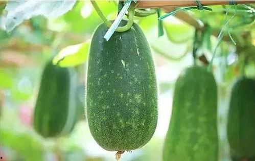 回瓜是什么瓜尖怎么吃