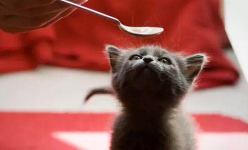 小猫学人吃瓜视频,小猫学人吃瓜萌态百出