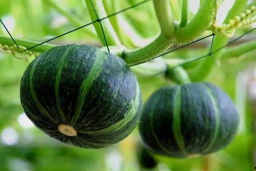 瓜大嘴巴吃南瓜,瓜大嘴巴的南瓜盛宴之旅