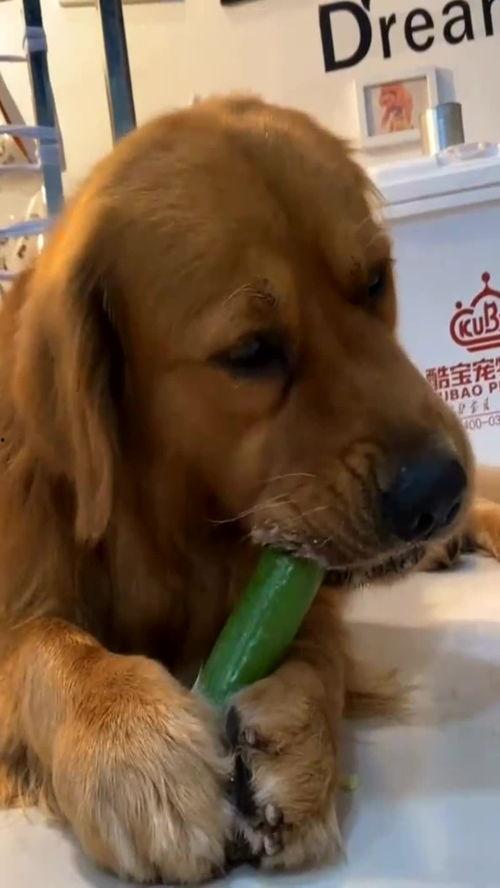 吃瓜金毛,揭秘娱乐圈的“狗仔”传奇