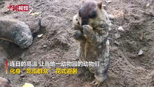 吃瓜群众是什么动物,揭秘网络时代的“瓜田”动物 第2张 吃瓜群众是什么动物,揭秘网络时代的“瓜田”动物 第2张