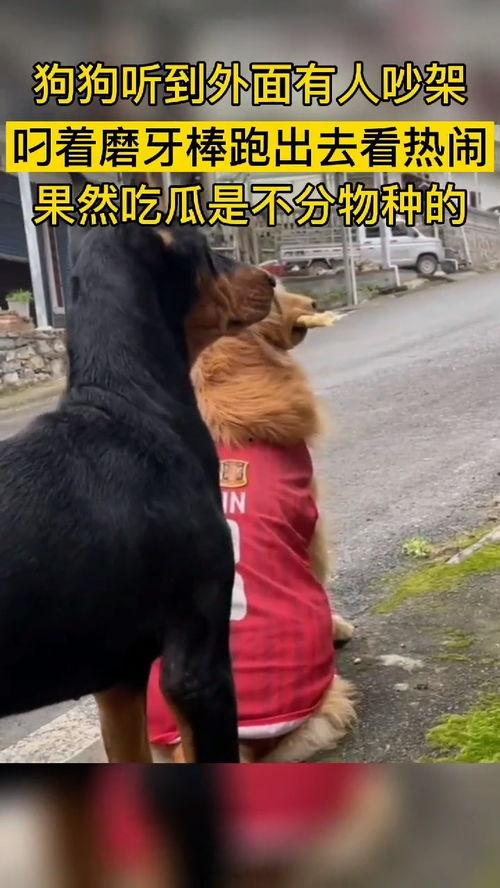 吃瓜群众是什么动物,揭秘网络时代的“瓜田”动物 第3张 吃瓜群众是什么动物,揭秘网络时代的“瓜田”动物 第3张