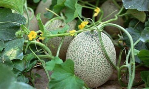 从学习变吃瓜,生活态度的转变之旅