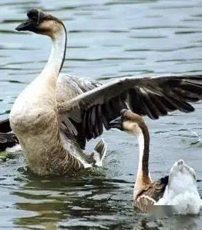 吃瓜鹅自然而燃,揭秘网络热词背后的文化现象  第1张