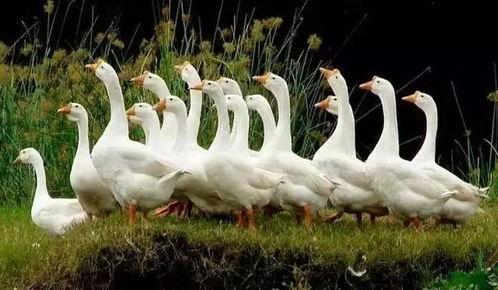 吃瓜鹅自然而燃,揭秘网络热词背后的文化现象  第2张