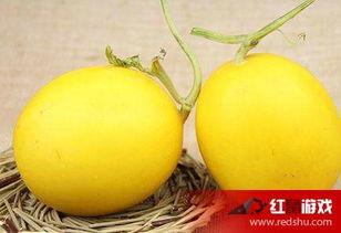 吃瓜嗓子难受 第1张 吃瓜嗓子难受 第1张