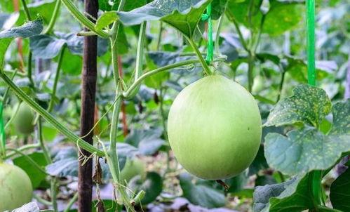 吃瓜嗓子难受 第3张 吃瓜嗓子难受 第3张