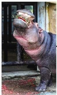 河马吃瓜解暑,夏日清凉新风尚  第1张