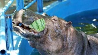 河马吃瓜解暑,夏日清凉新风尚  第2张