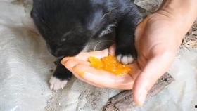 吃瓜 蛆,揭秘网络舆论场中的“吃瓜群众”现象 第2张 吃瓜 蛆,揭秘网络舆论场中的“吃瓜群众”现象 第2张