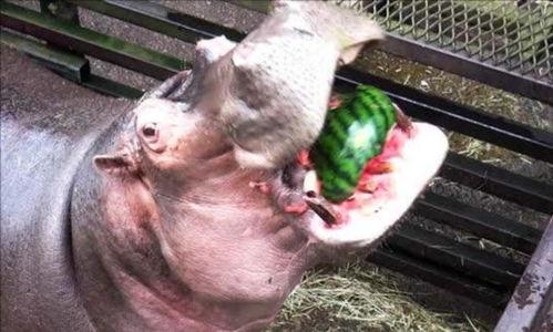 盘点河马吃瓜,盘点河马吃瓜的趣味瞬间 第1张 盘点河马吃瓜,盘点河马吃瓜的趣味瞬间 第1张