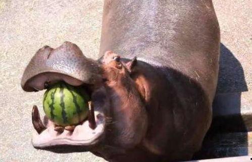 盘点河马吃瓜,盘点河马吃瓜的趣味瞬间 第2张 盘点河马吃瓜,盘点河马吃瓜的趣味瞬间 第2张