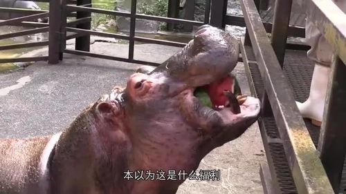 盘点河马吃瓜,盘点河马吃瓜的趣味瞬间 第3张 盘点河马吃瓜,盘点河马吃瓜的趣味瞬间 第3张