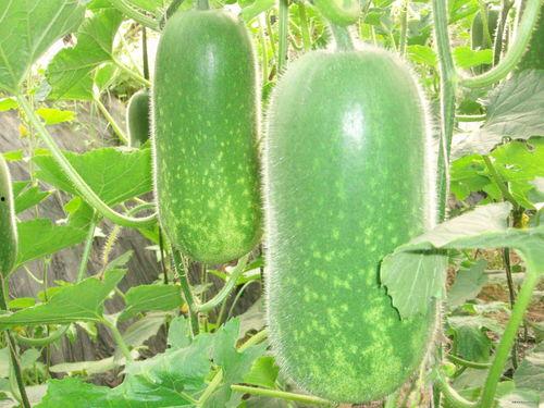 023吃瓜,盘点那些年我们一起吃过的瓜 第1张 023吃瓜,盘点那些年我们一起吃过的瓜 第1张