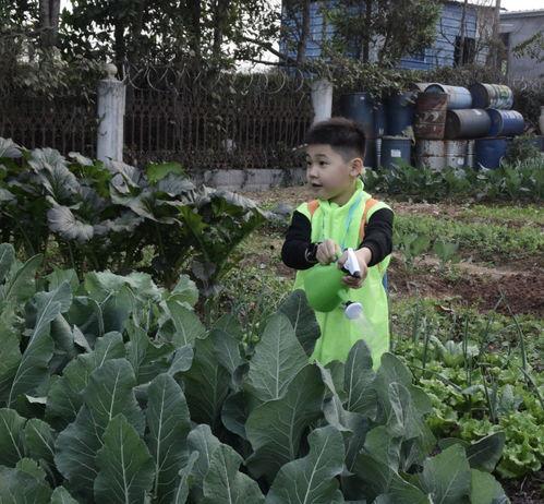 种瓜吃瓜种菜吃菜,种瓜吃瓜，种菜吃菜的生活哲学  第1张