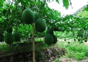 吃的吊瓜有点苦,探寻吊瓜的独特风味  第1张
