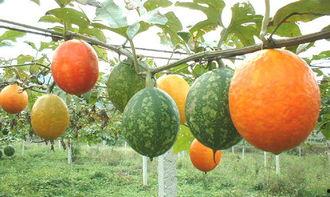 吃的吊瓜有点苦,探寻吊瓜的独特风味  第2张