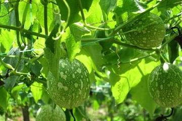 吃的吊瓜有点苦,探寻吊瓜的独特风味  第3张