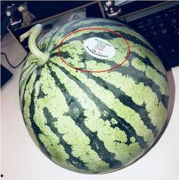 光山网红吃瓜,揭秘网络热点背后的故事