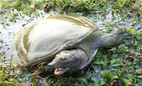 甲鱼吃瓜吗,瓜果的“美食家”？探究甲鱼对瓜类的饮食习惯