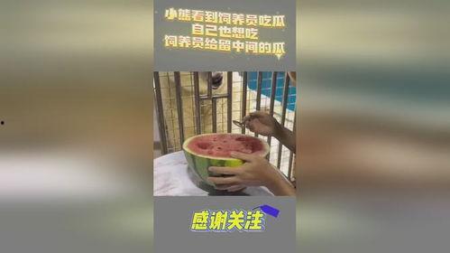 吃瓜小熊乞讨,吃瓜小熊的乞讨奇遇记
