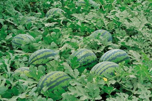 曹县吃瓜7.29,揭秘背后真相与网络热议 第1张 曹县吃瓜7.29,揭秘背后真相与网络热议 第1张