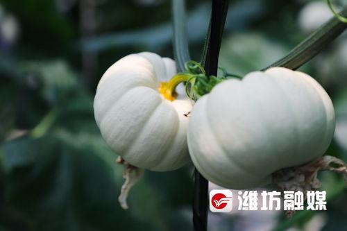 潍坊酒店吃瓜,一场别开生面的吃瓜盛宴  第1张