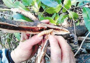 austin中文吃瓜,一场关于中文“吃瓜”的趣味之旅