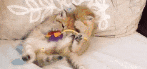 猫萌王者吃瓜,揭秘电竞圈幕后趣闻 第1张 猫萌王者吃瓜,揭秘电竞圈幕后趣闻 第1张