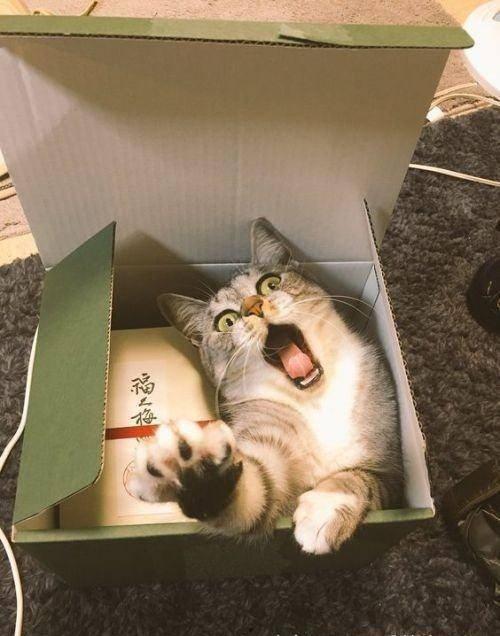 猫萌王者吃瓜,揭秘电竞圈幕后趣闻 第2张 猫萌王者吃瓜,揭秘电竞圈幕后趣闻 第2张