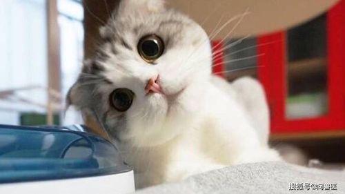 猫萌王者吃瓜,揭秘电竞圈幕后趣闻 第3张 猫萌王者吃瓜,揭秘电竞圈幕后趣闻 第3张