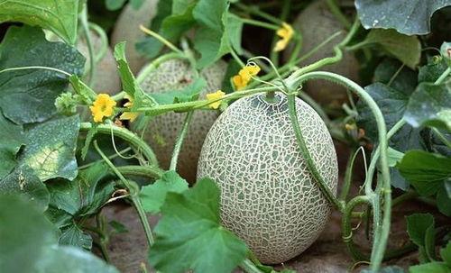 吃哈密瓜减脂,夏日清爽美食的瘦身秘诀