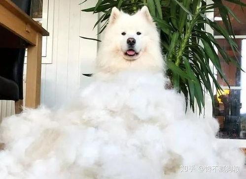 萨摩耶可以吃哈密瓜,哈密瓜的甜蜜诱惑