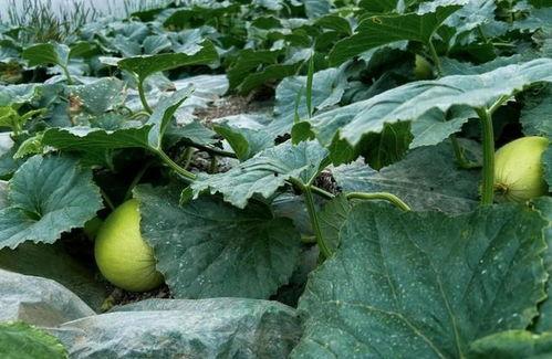 黄金土地 吃瓜群众,揭秘吃瓜群众的狂欢盛宴 第1张 黄金土地 吃瓜群众,揭秘吃瓜群众的狂欢盛宴 第1张