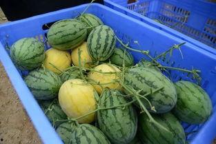 黄金土地 吃瓜群众,揭秘吃瓜群众的狂欢盛宴 第2张 黄金土地 吃瓜群众,揭秘吃瓜群众的狂欢盛宴 第2张