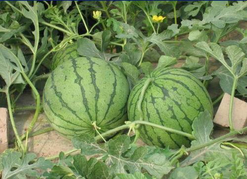 吃瓜小西瓜,揭秘娱乐圈那些不为人知的幕后故事  第2张