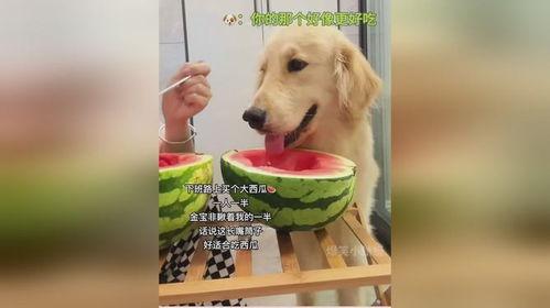 狗狗可以吃瓜嘛,揭秘狗狗吃瓜的真相