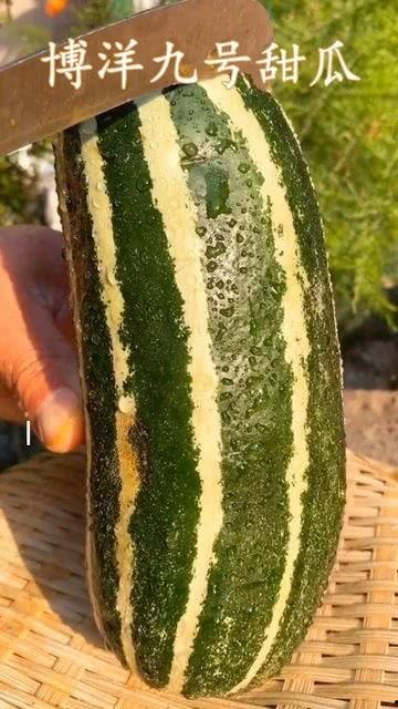 什么瓜不熟可以吃,揭秘夏日消暑美食的奥秘