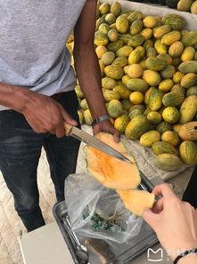 小芳芳吃瓜,小芳芳的瓜田奇遇记