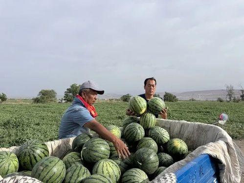 雄县的吃瓜,瓜香四溢，品味生活新风尚