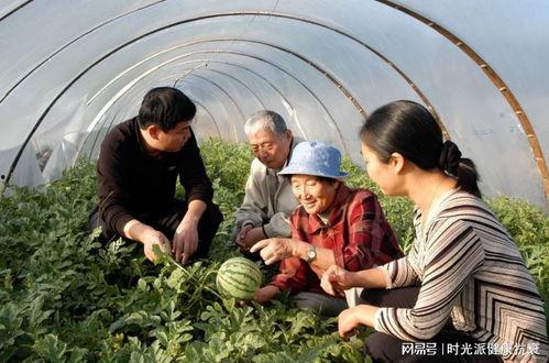 雄县的吃瓜,瓜香四溢，品味生活新风尚