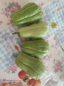 吃瓜吃瓜该怎么回答,一场全民参与的“吃瓜”盛宴