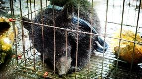 吃瓜小熊乌鸦  第3张